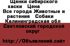 Щенки сибирского хаски › Цена ­ 12 000 - Все города Животные и растения » Собаки   . Калининградская обл.,Светловский городской округ 